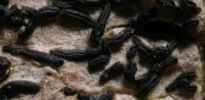 Opegrapha atra